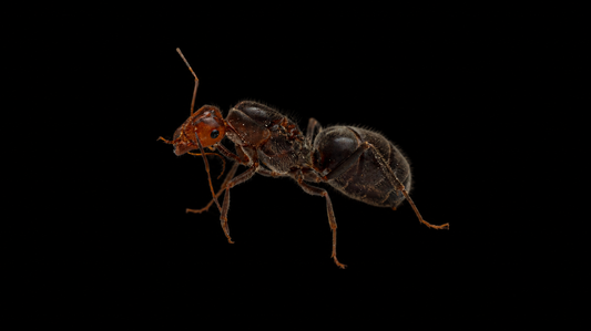 Skull Honeypot Ant - Myrmecocystus melliger-02