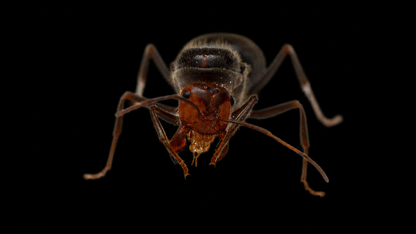 Skull Honeypot Ant - Myrmecocystus melliger-02