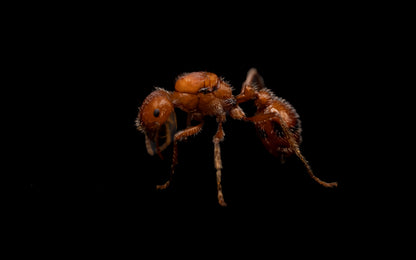 Californian Harvester Ant - Pogonomyrmex californicus (Polygynous Colonies Available!)