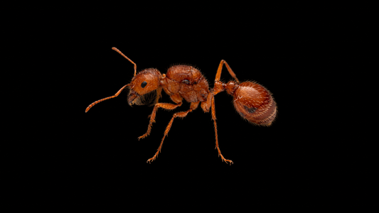 Californian Harvester Ant - Pogonomyrmex californicus (Polygynous Colonies Available!)