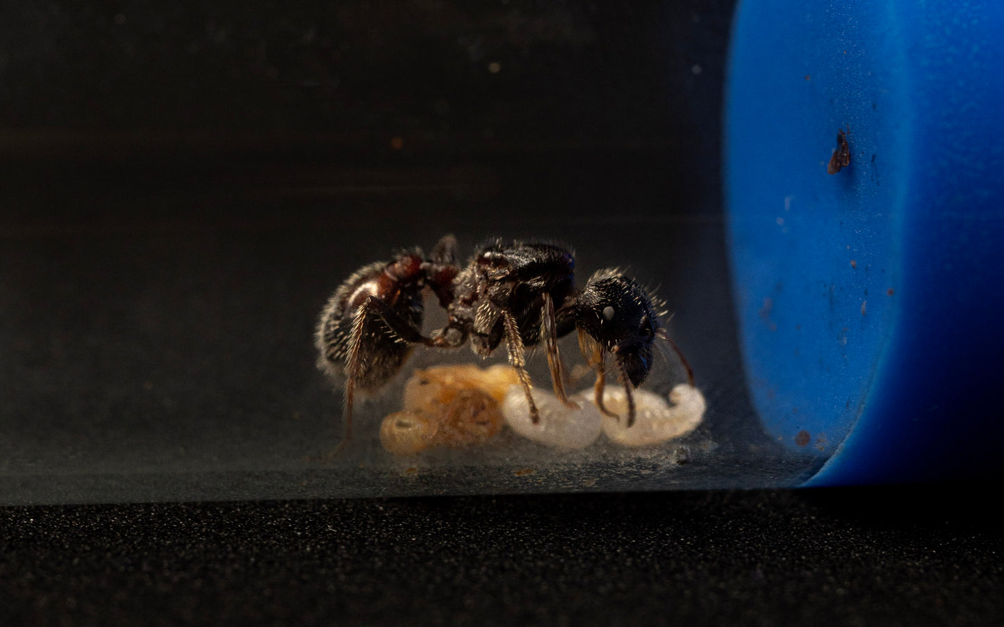 Pogonomyrmex rugosus standing over larvae