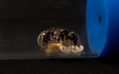 Pogonomyrmex rugosus standing over larvae