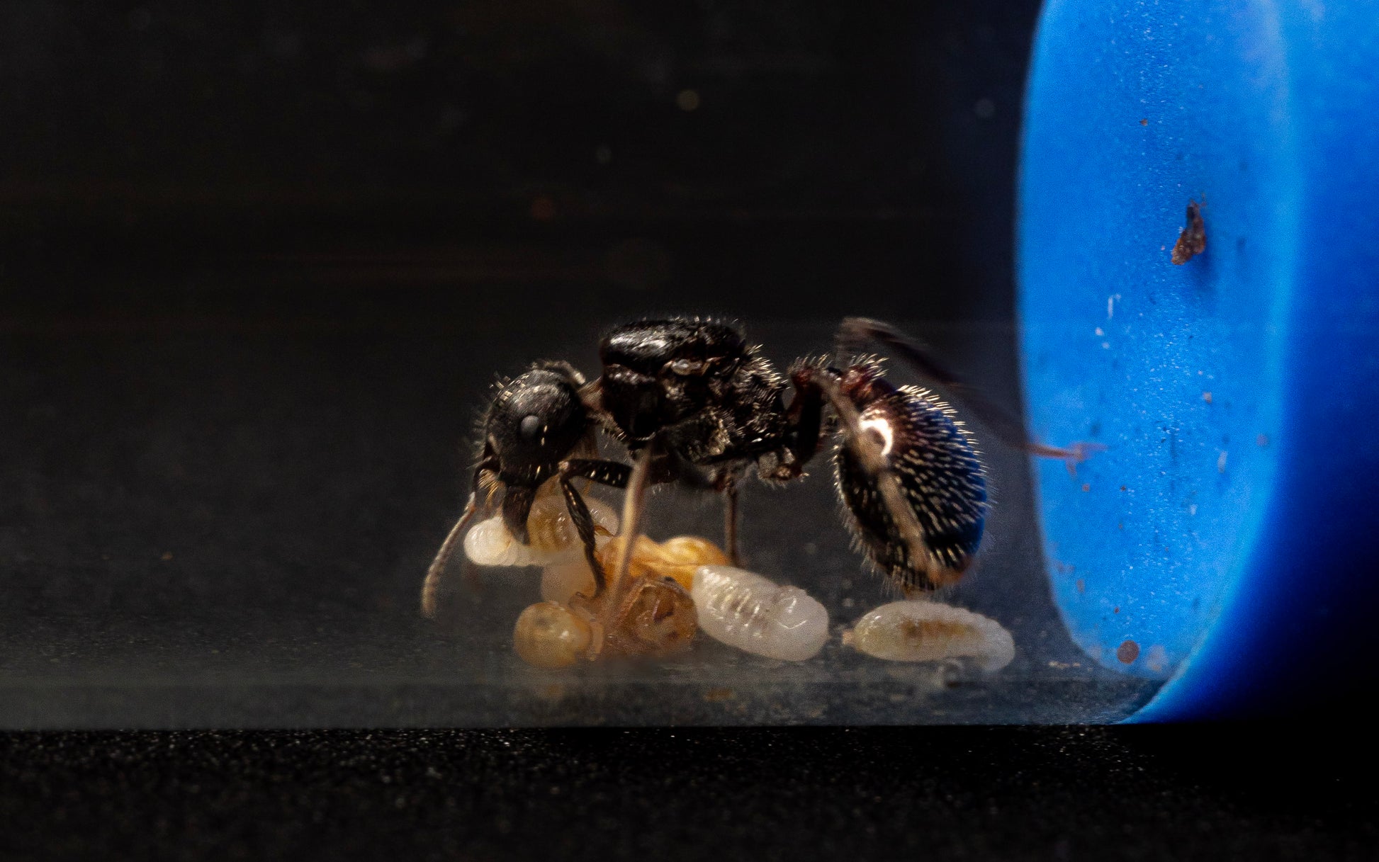 pogonomyrmex rugosus queen with larvae