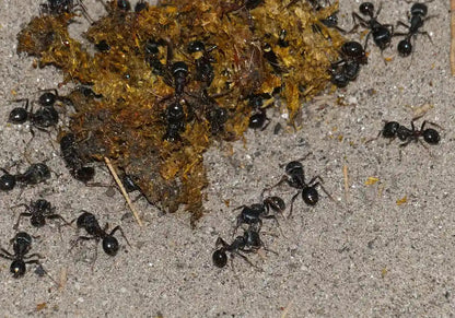 pogonomyrmex rugosus workers foraging