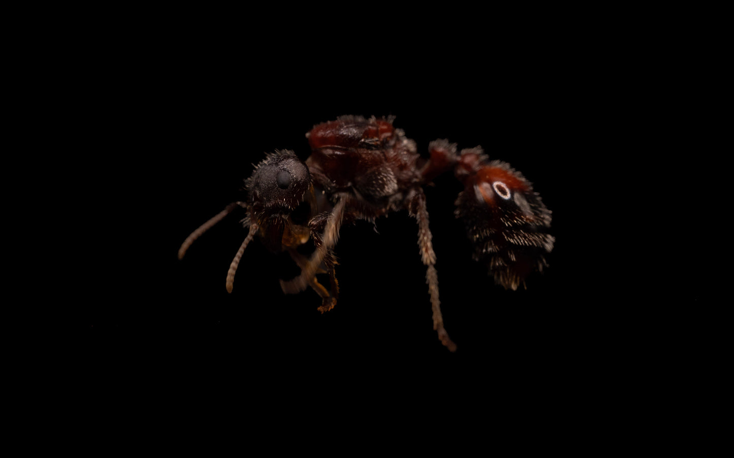 Pogonomyrmex queen