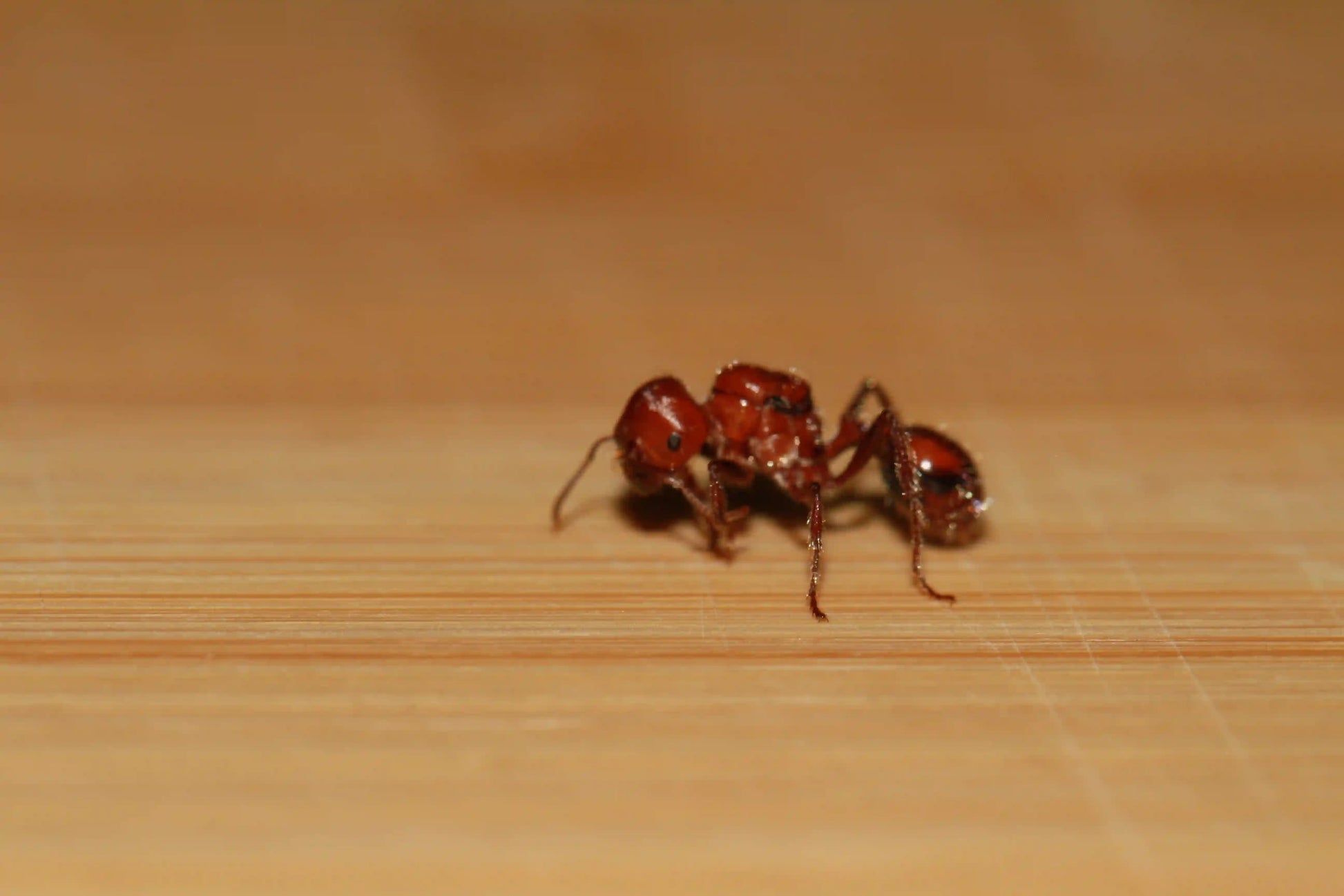 pogonomyrmex tenuispinus cleaning antennae