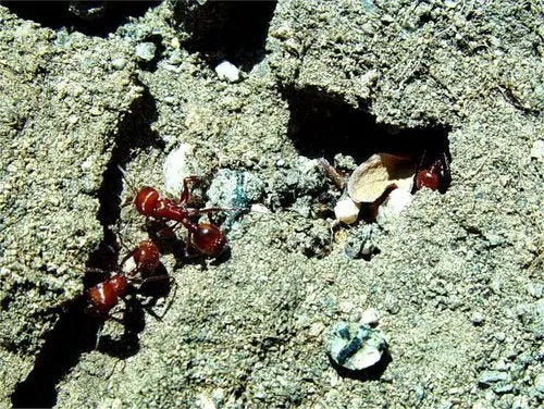 Inner chamber of a colony of pogonomyrmex tenuispinus.
