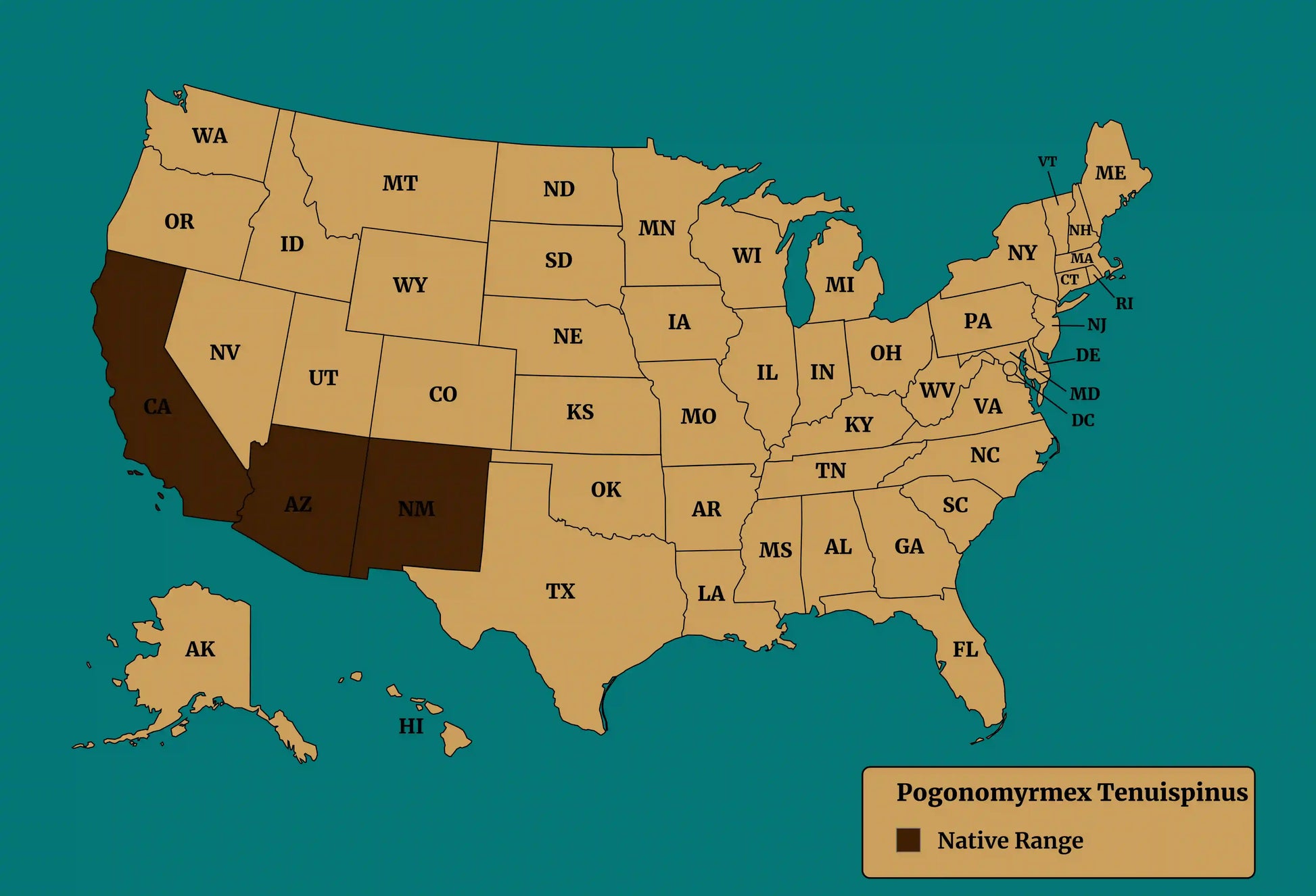 Pogonomyrmex tenuispinus native range map