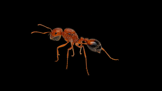 pogonomyrmex californicus bicolor queen