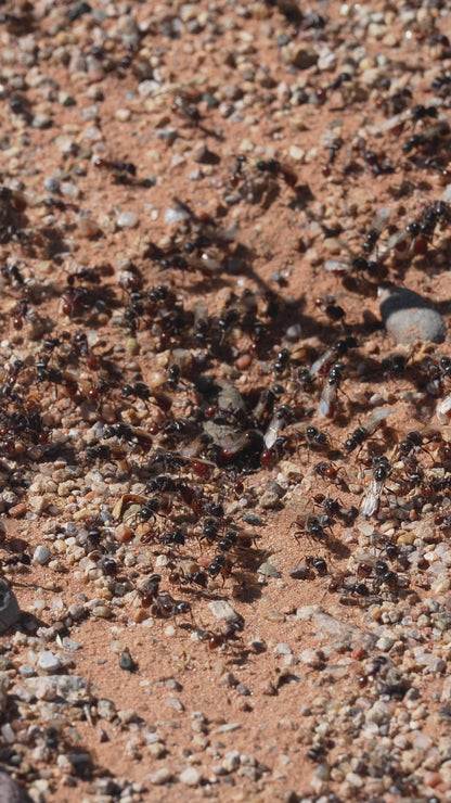 Rough Harvester Ant - Pogonomyrmex rugosus "bicolor"