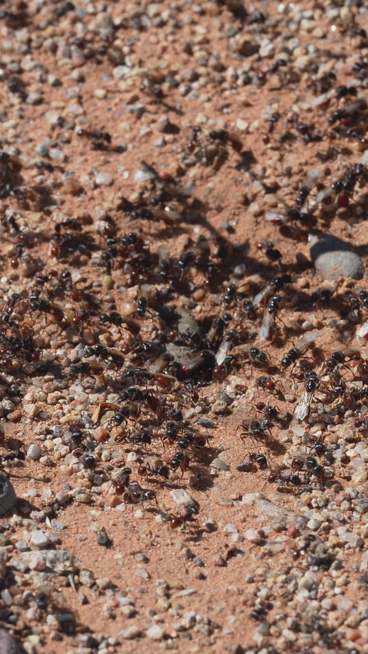 Rough Harvester Ant - Pogonomyrmex rugosus "bicolor"