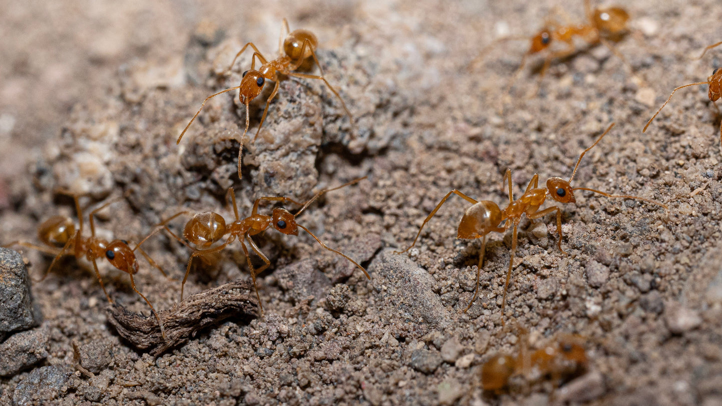 Pyramid Honeypot Ant - Myrmecocystus pyramicus