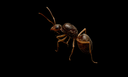 Pyramid Honeypot Ant - Myrmecocystus pyramicus
