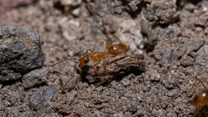 Pyramid Honeypot Ant - Myrmecocystus pyramicus
