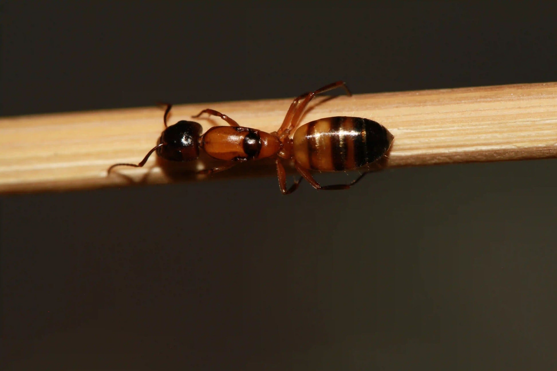 Queen ant of the species camponotus essigi