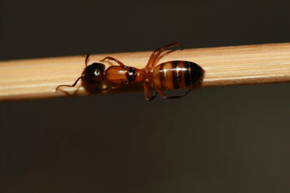 Queen ant of the species camponotus essigi