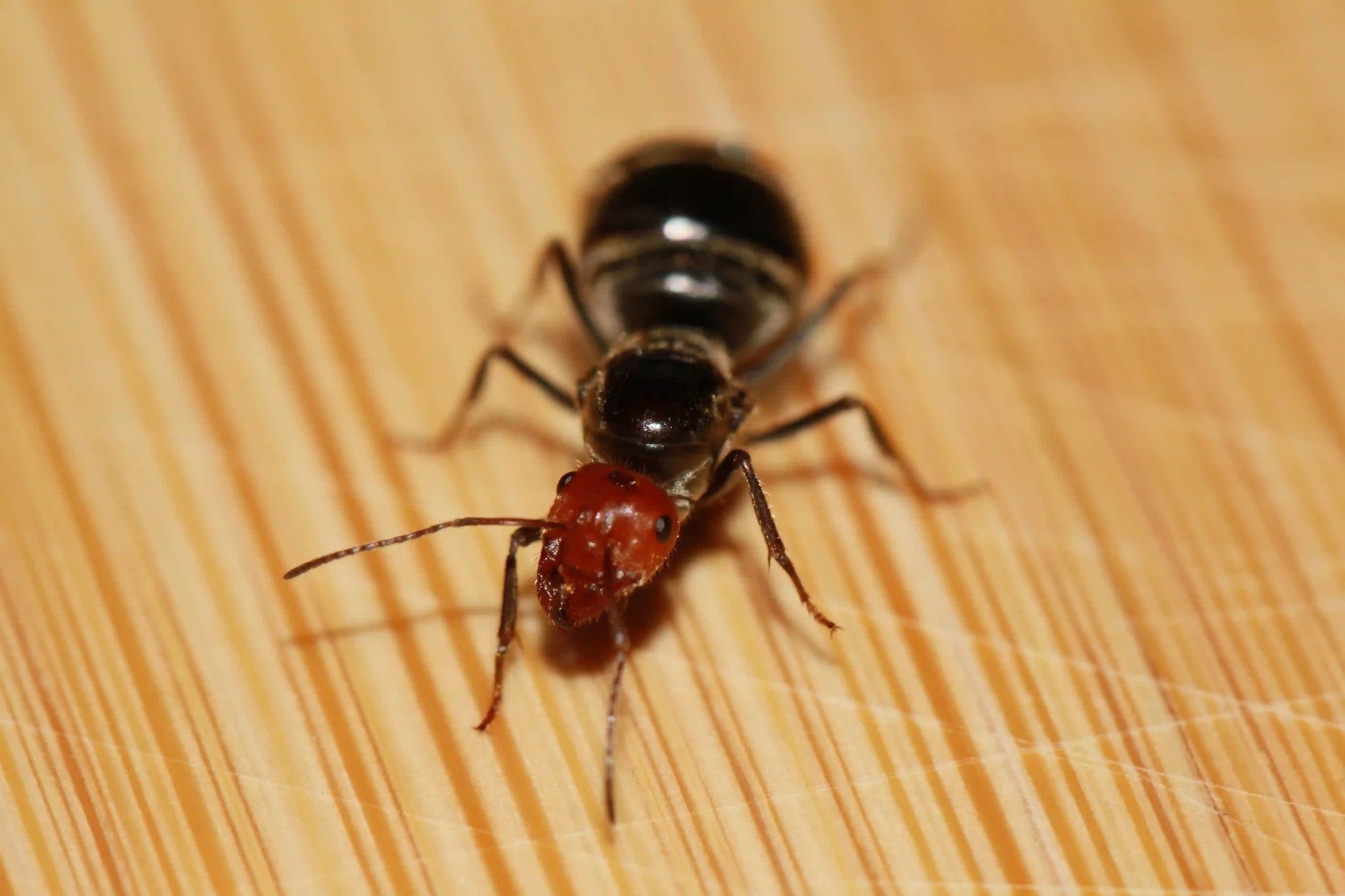 macro of the head of a myrmecocystus placodops queen 