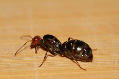side profile of a red headed honeypot ant queen