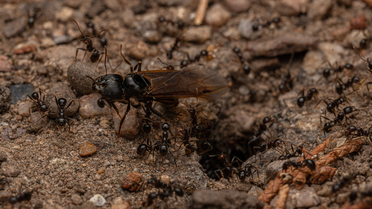 Massive Big-Headed Ants - Pheidole rhea