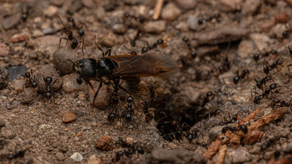 Massive Big-Headed Ants - Pheidole rhea