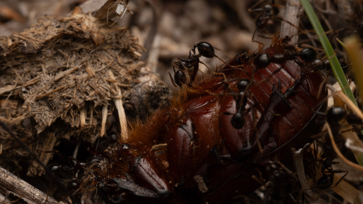 Massive Big-Headed Ants - Pheidole rhea