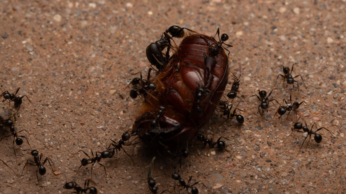 Massive Big-Headed Ants - Pheidole rhea