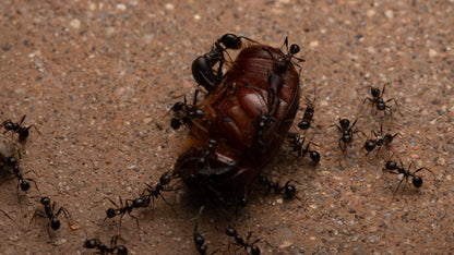 Massive Big-Headed Ants - Pheidole rhea