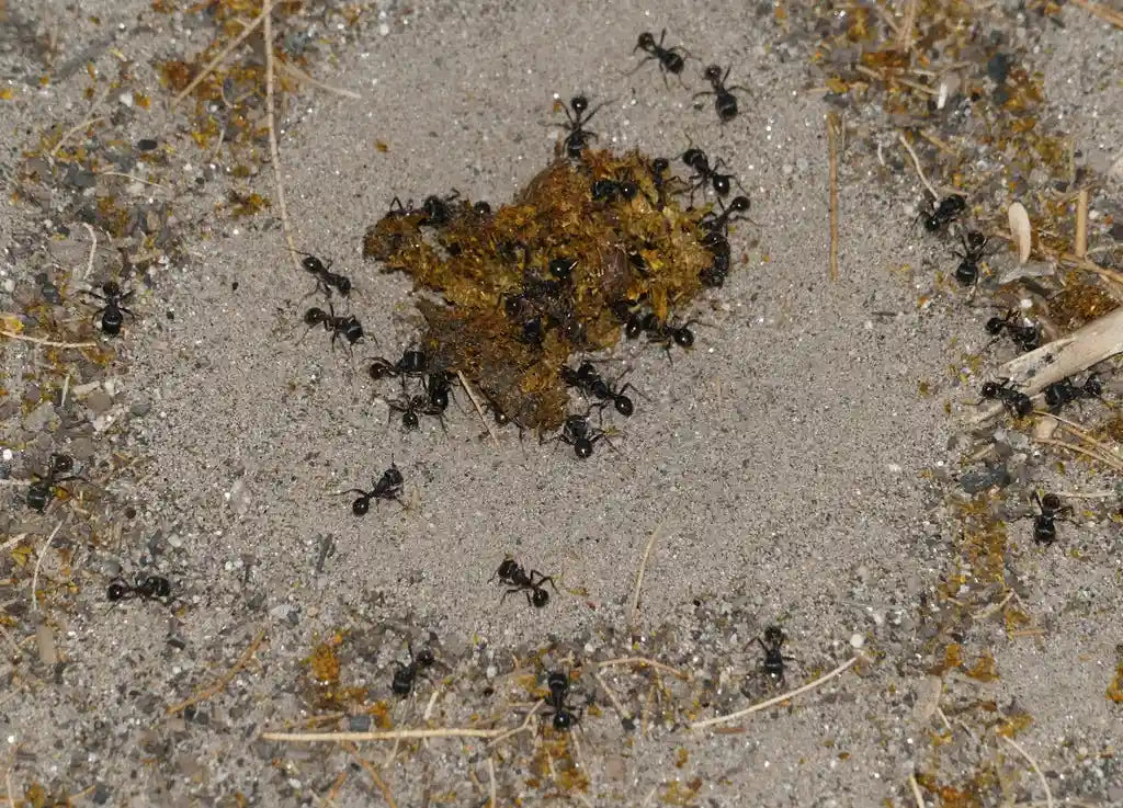 rough harvester ants trailing and foraging for seeds.