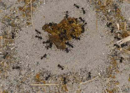 rough harvester ants trailing and foraging for seeds.
