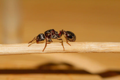 macro shot of a rough harvester ant queen