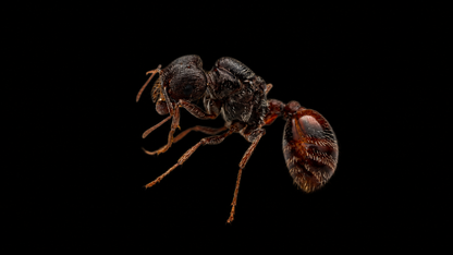 Rough Harvester Ant - Pogonomyrmex rugosus "bicolor"