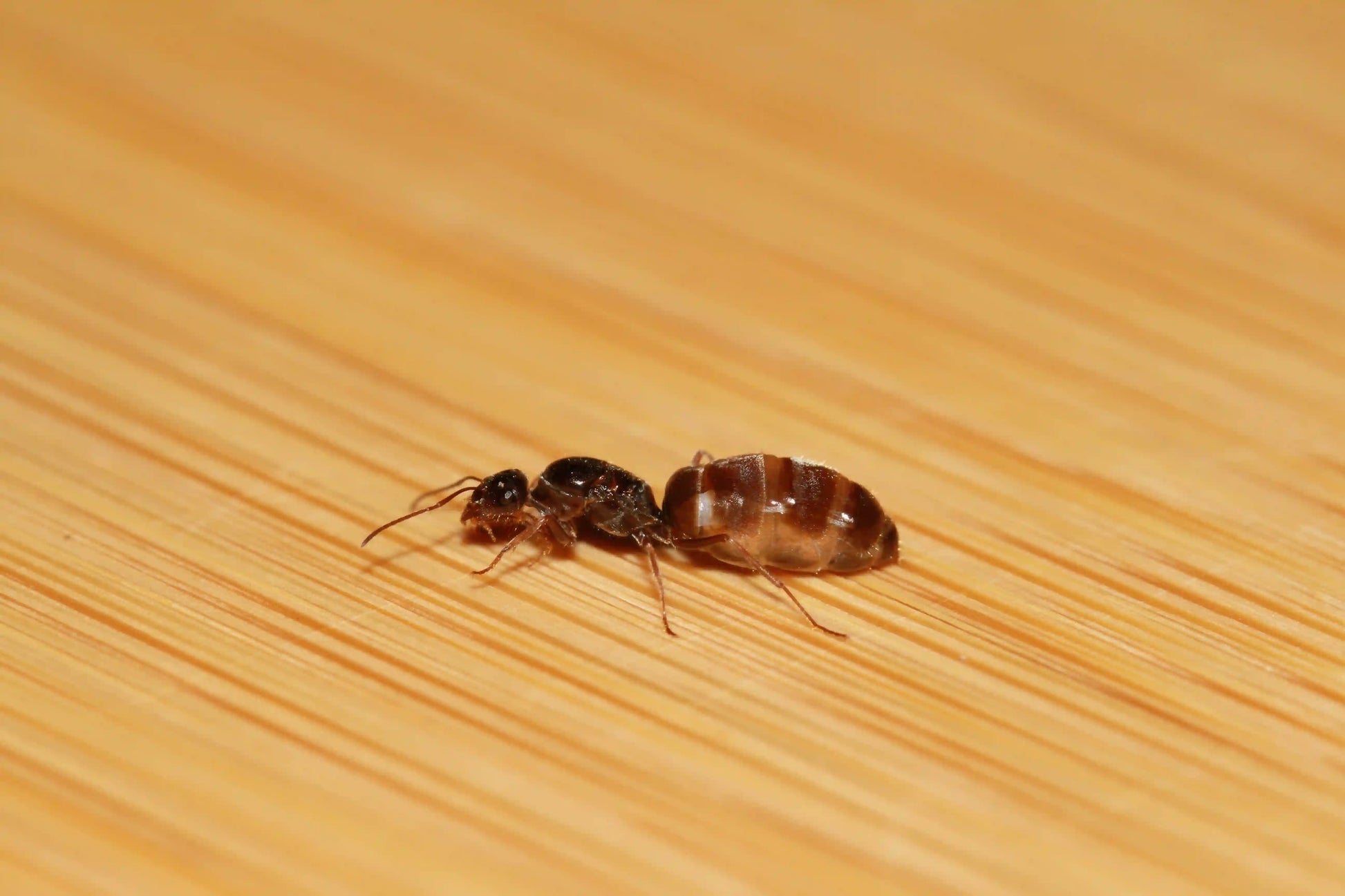 Myrmecocystus lugubris or otherwise known as the slender honeypot ant queen