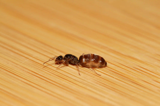 Myrmecocystus lugubris or otherwise known as the slender honeypot ant queen