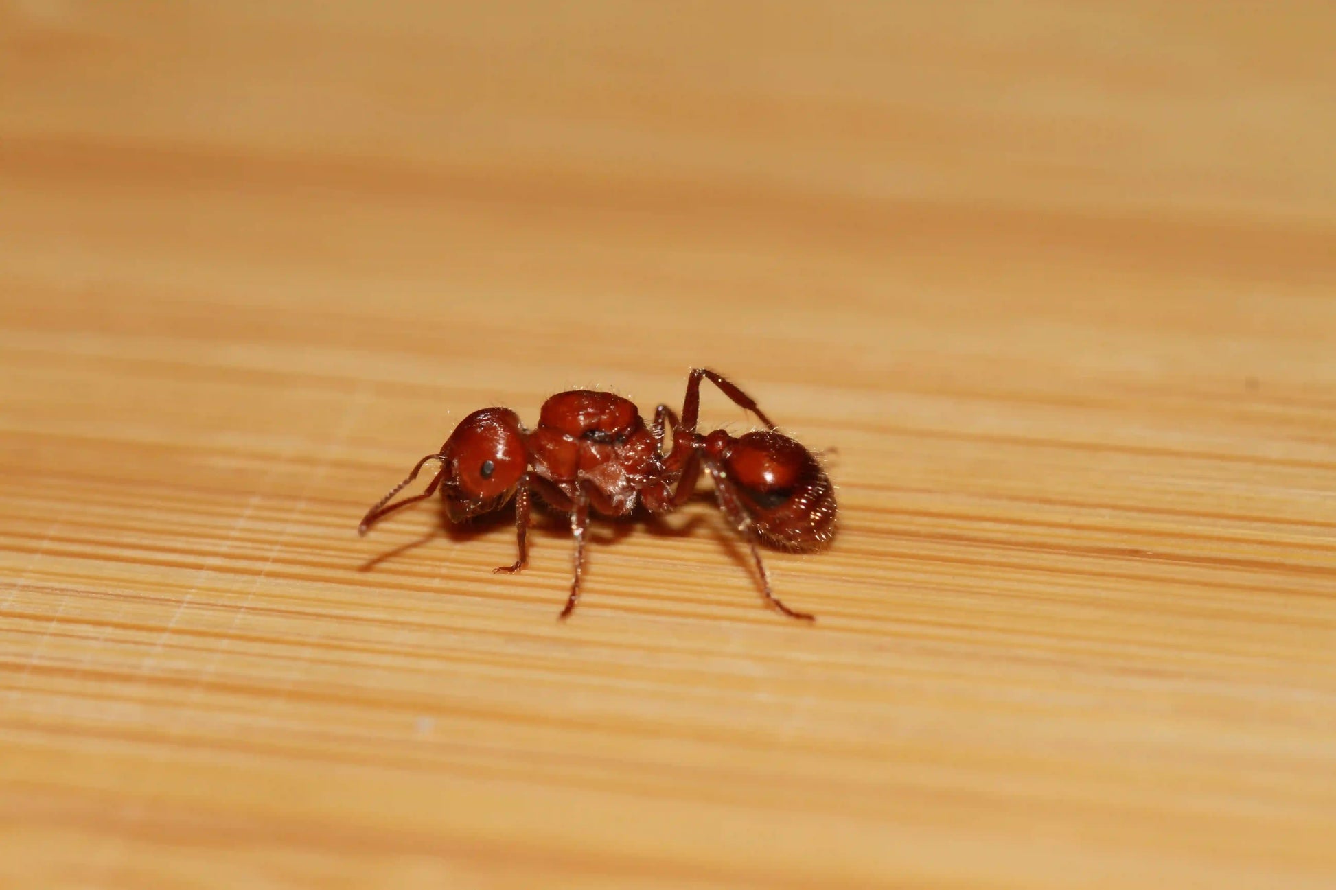 A fertile Pogonomyrmex tenuispinus queen ant