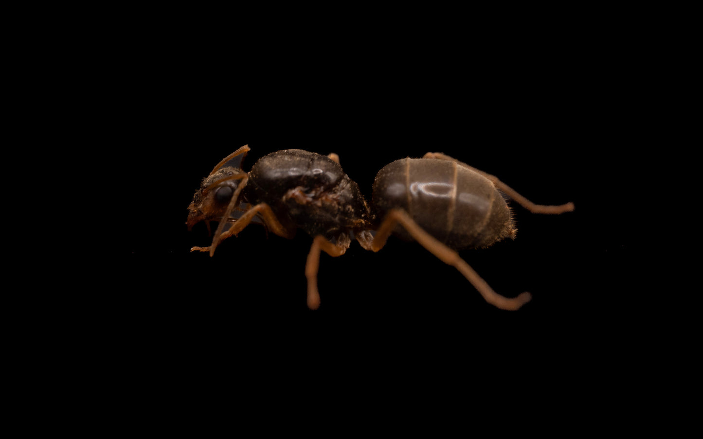 Brick Honeypot Ant - Myrmecocystus testaceus