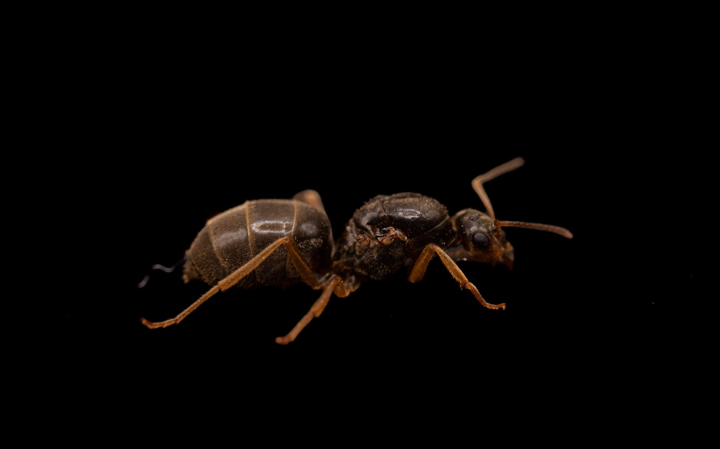 Brick Honeypot Ant - Myrmecocystus testaceus
