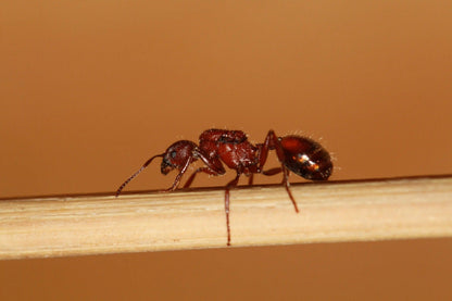 closeup macro of a veromessor andrei queen