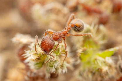 veromessor andrei worker on a flower bud drinking nectar