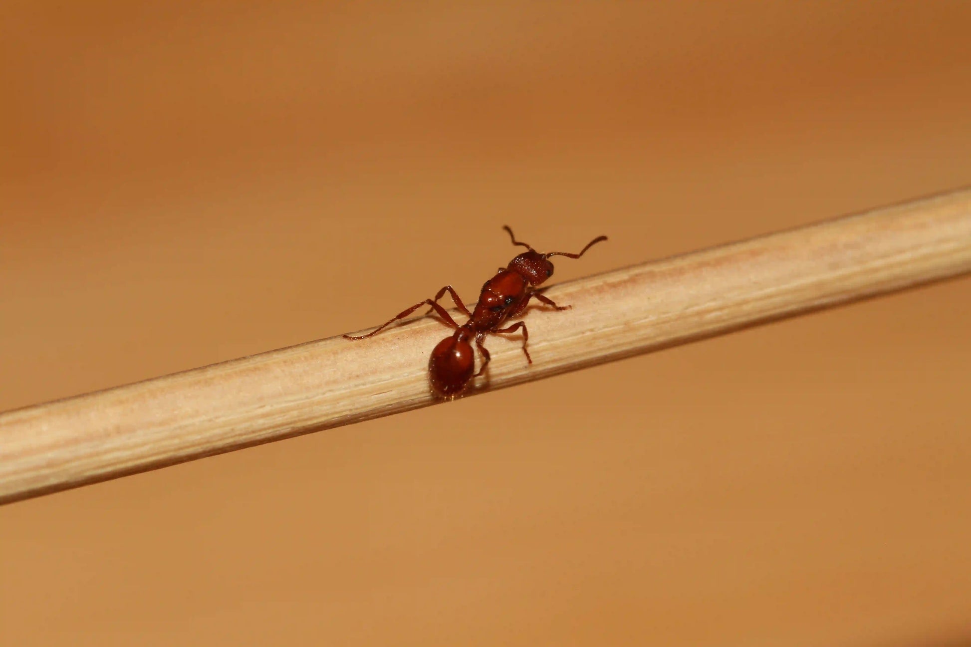 A deaalte veromessor chamberlini queen ant
