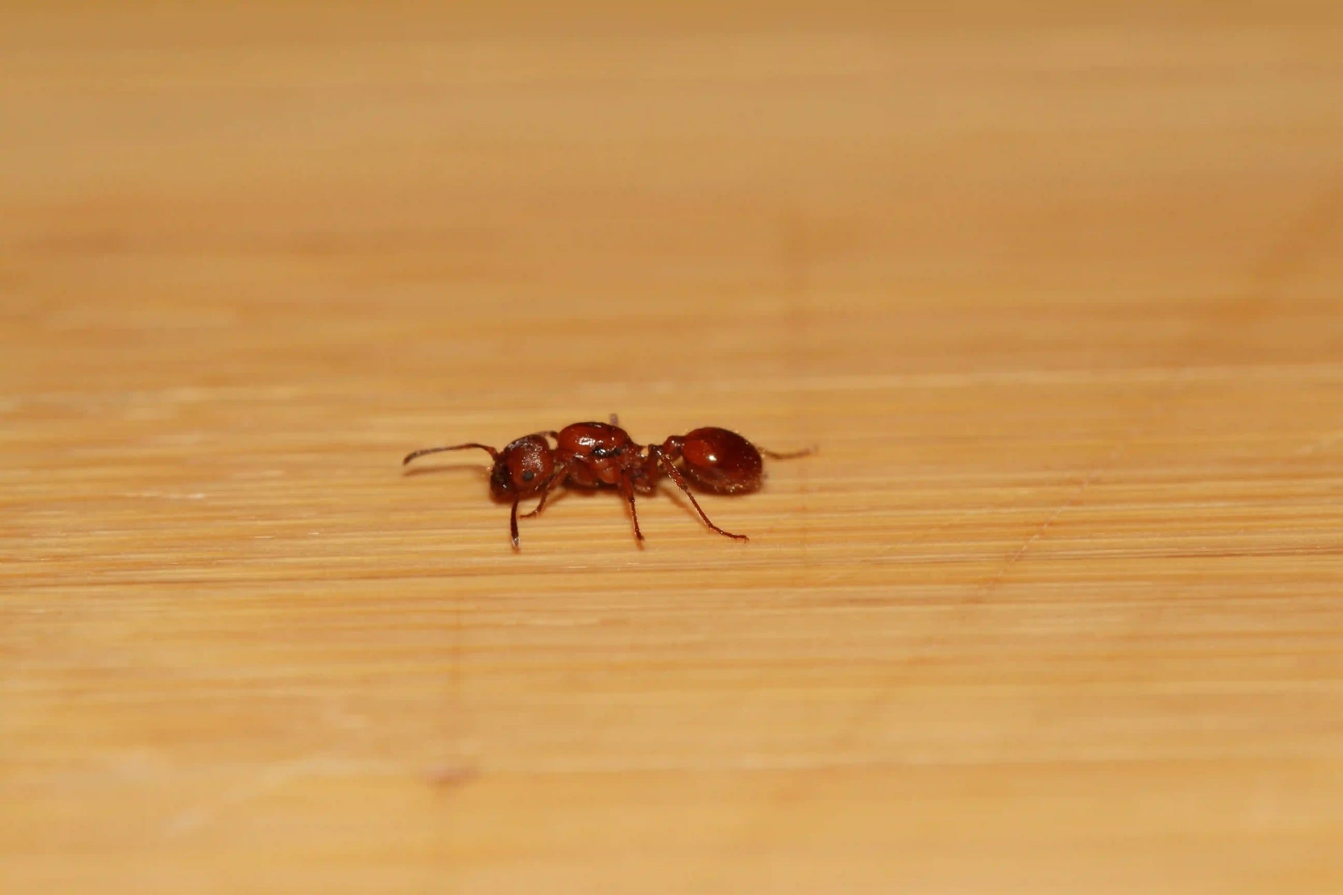 A live fertile veromessor chamberlini harvester ant queen