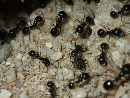 Veromessor pergandei digging out nest after rain