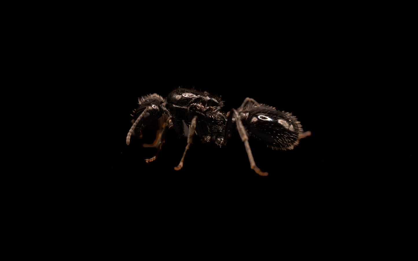 Black Desert True Harvester Ant - Veromessor pergandei