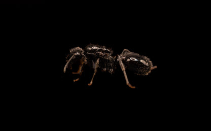 Black Desert True Harvester Ant - Veromessor pergandei