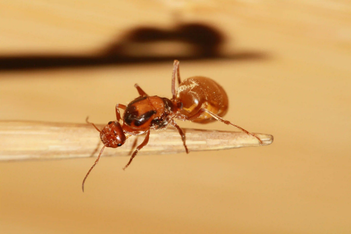 Wheeler's honeypot ant queen