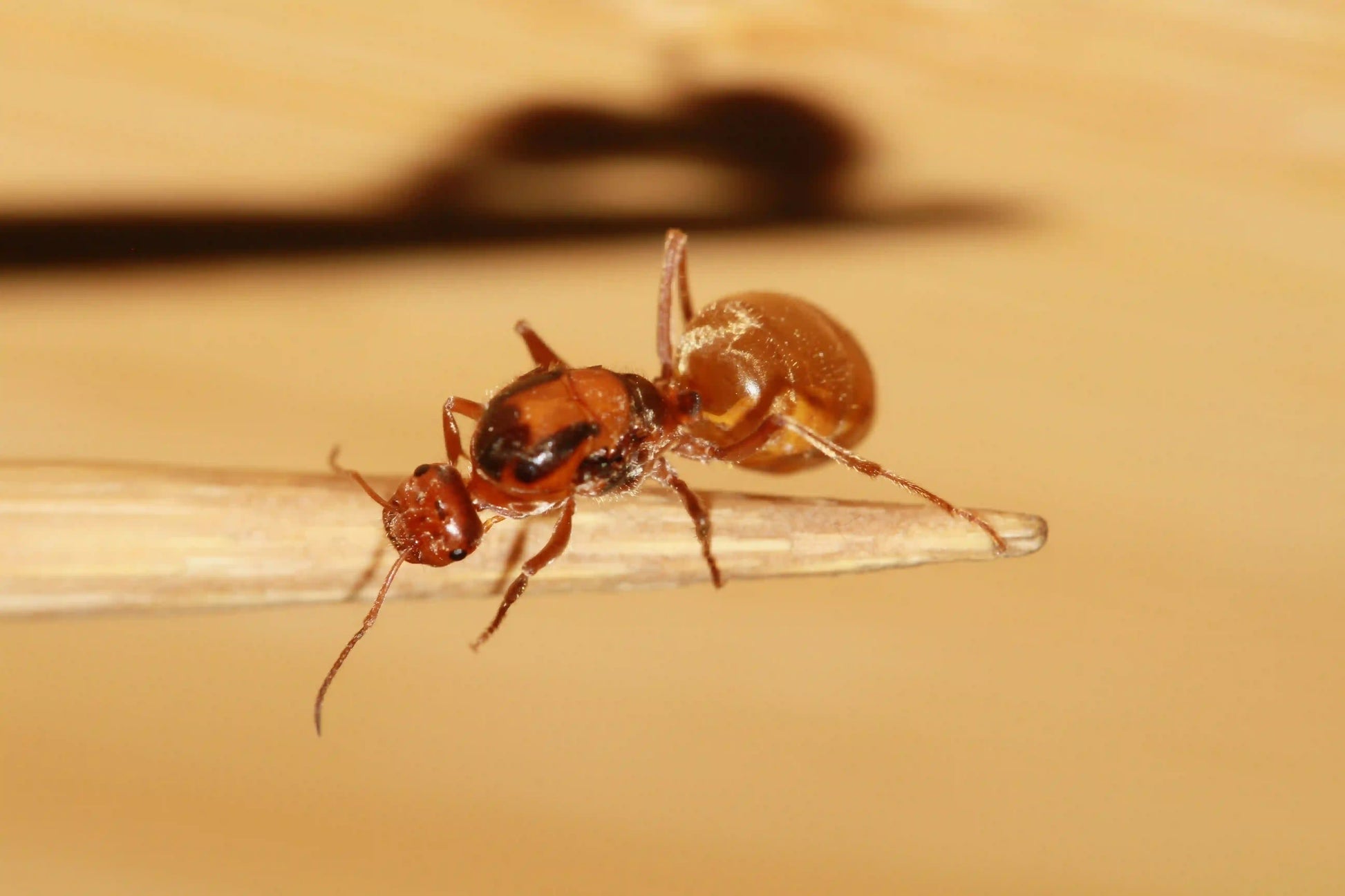 Wheeler's honeypot ant queen